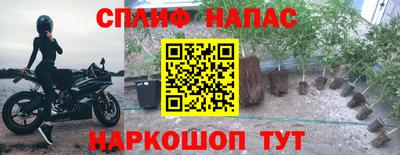 крисы Шебекино